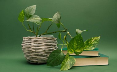 Şeytan sarmaşığı bitkisi ve yeşil arka planda eski kitaplar..