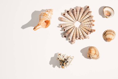 Beyaz arka planda deniz kabukları. En düşük yaz kompozisyonu. Düz yatıyordu.