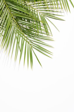 Beyaz arka planda gölgeleri olan yaz yeşili palmiyeler. Asgari görünüm konsepti. Negatif arkaplan ile yaratıcı güneşli arkaplan.