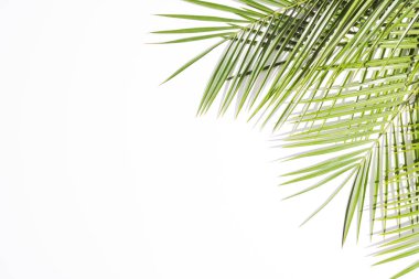 Beyaz arka planda gölgeleri olan yaz yeşili palmiyeler. Asgari görünüm konsepti. Negatif arkaplan ile yaratıcı güneşli arkaplan.