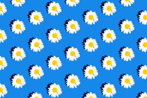 デイジーのシームレスなパターン 青い背景に平置き 春と夏のカモミールの花 夏の気分 — ストック写真