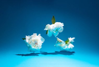 Taze beyaz bahar çiçekleri mavi arka planda ışıklar ve gölgelerle sahne alıyor. Doğa bileşimi.