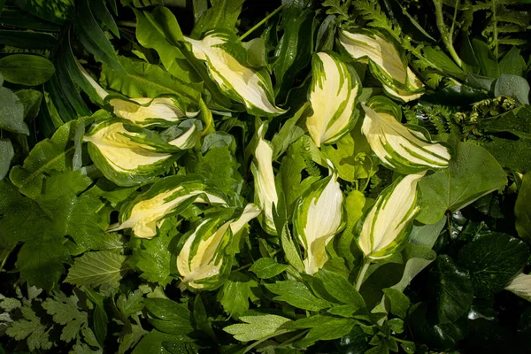 Yeşil yapraklardan oluşan yaratıcı bir düzen. Düz yatıyordu. Doğa arkaplanı.