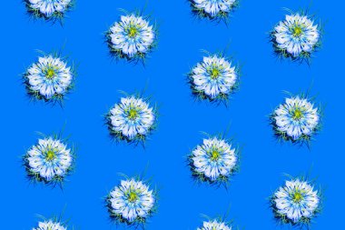 Nigella Damascena 'nın yaratıcı deseni, sisli aşıklar, yırtık pırtık kadınlar ya da mavi arka plandaki şeytanlar. Bahçıvanlık, doğa kompozisyonu.