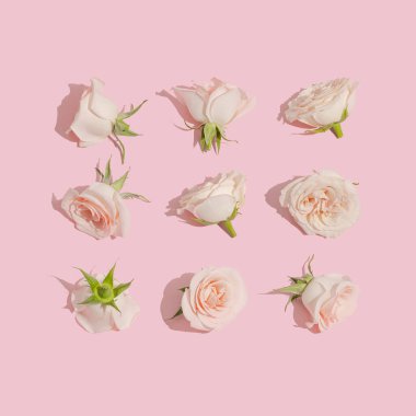 Pastel pembe arka planda yumuşak pembe güllerden yapılmış düzenli bir desen. Yaratıcı düzen, monokromatik renklerin minimum çiçek bileşimi.