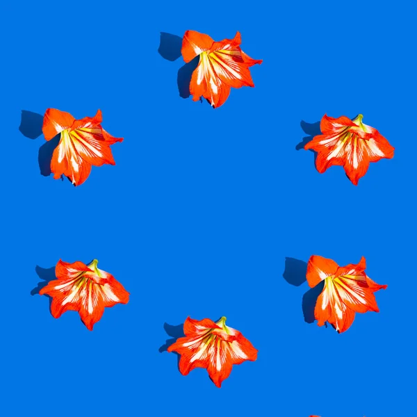 Бесшовный Узор Красивых Красных Гибридных Бегемотов Цветов Amaryllis Синем Фоне — стоковое фото