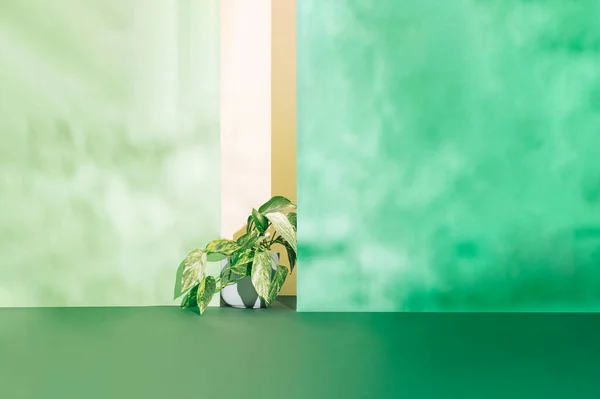 エピプレミアム オレウム 黄金の詩や緑の悪魔のツタ 光と影の遊び おはよう夏の花植物愛好家の概念 ストック画像