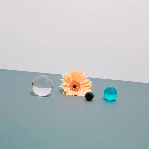灰色の背景を持つ3つのガラス球を持つ1つのGerberaデイジーの花の抽象組成 審美的な春の花のコンセプト ストック写真