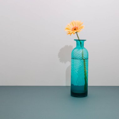 Turkuaz vazo ve gri arka planda parlak bir Gerbera papatyası. Yaz kompozisyonu. İç duvar ya da masa dekorasyonu. Asgari biçim.