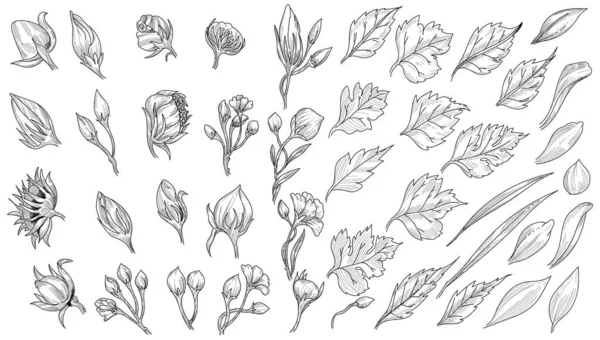 Beautiful Leaf Sketch Set Design — Stock Vector