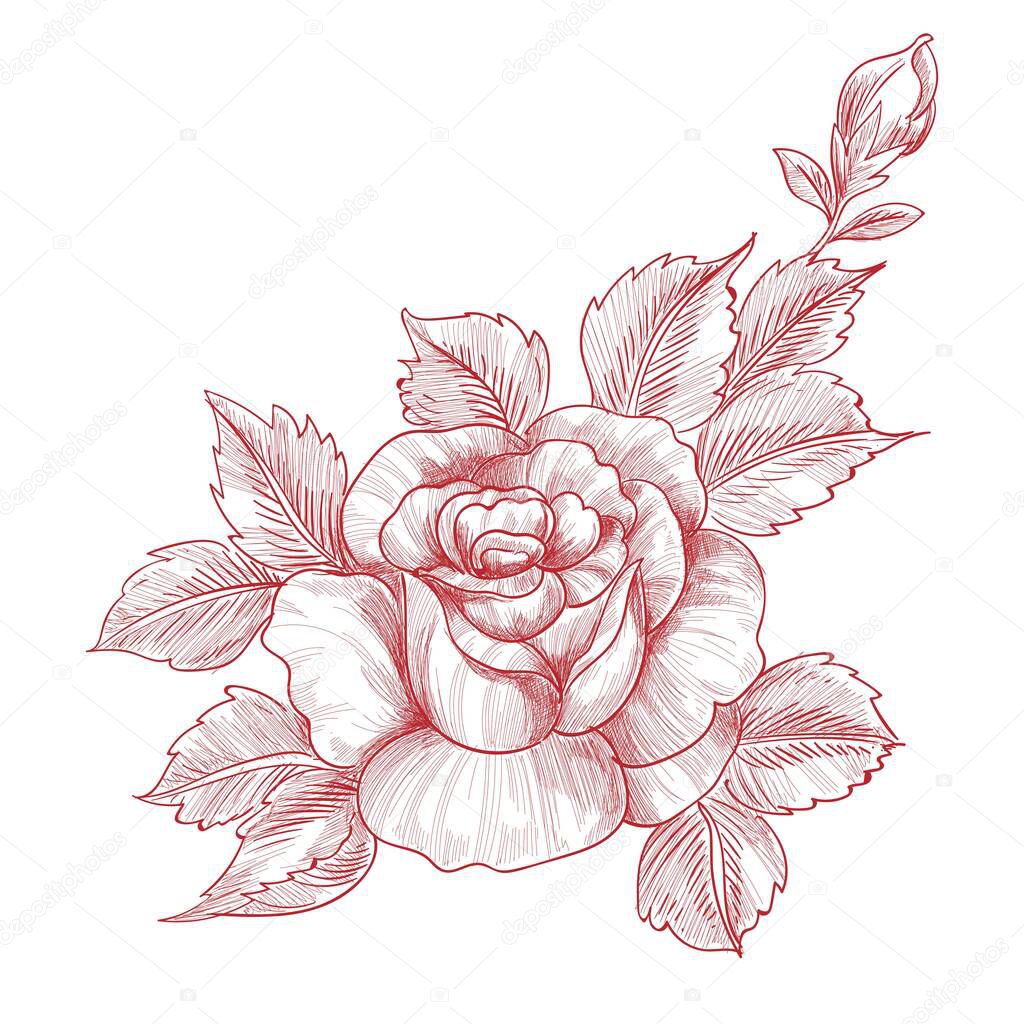 Hand drawing and sketch roses floral design