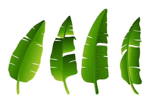 Набор Зеленых Листьев Банановых Деревьев — стоковый вектор