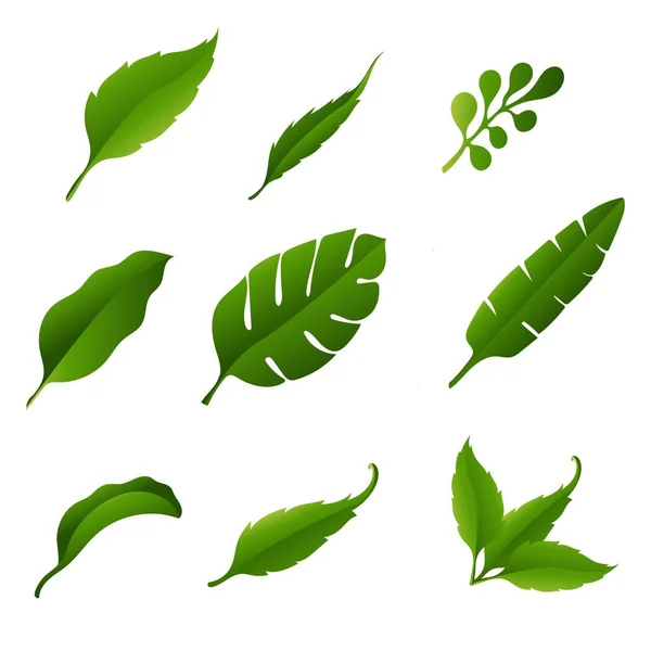 Красивая Коллекция Зеленых Тропических Листьев — стоковый вектор