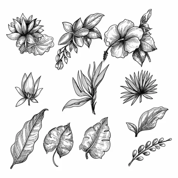 Handgezeichnete Florale Dekorative Set Elemente — Stockvektor