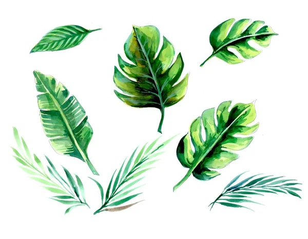 Handgezeichnetes Aquarell Tropischer Pflanzen Set — Stockvektor