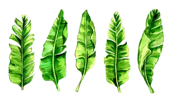 Állítsa Zöld Banán Levél Akvarell Design — Stock Vector