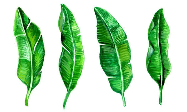 Реалистичная Коллекция Тропических Листьев Акварелью — стоковый вектор