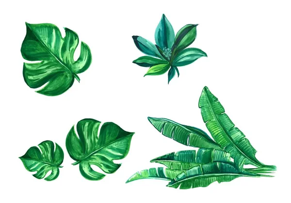Set Green Tree Leaf Design Illustration — Stockvektor
