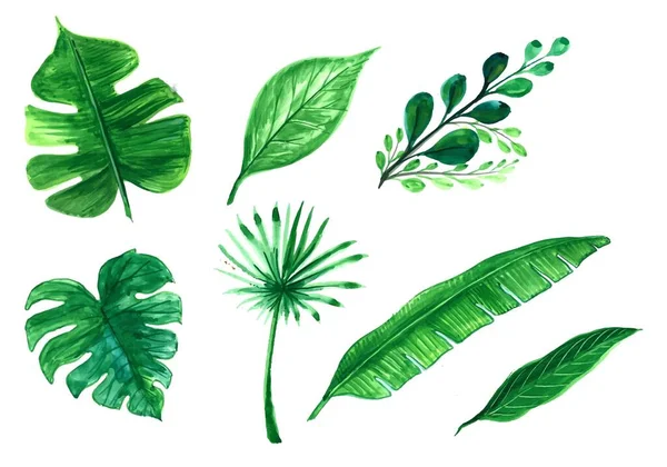 Set Green Tree Leaf Design Illustration — стоковый вектор