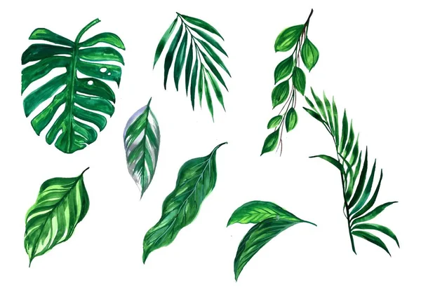 Gyönyörű Zöld Trópusi Levelek Készlet Design — Stock Vector