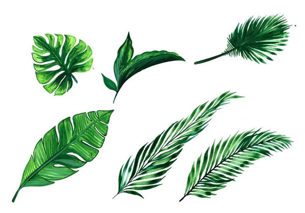 Beautiful Green Tropical Leaves Set Design — Stock Vector