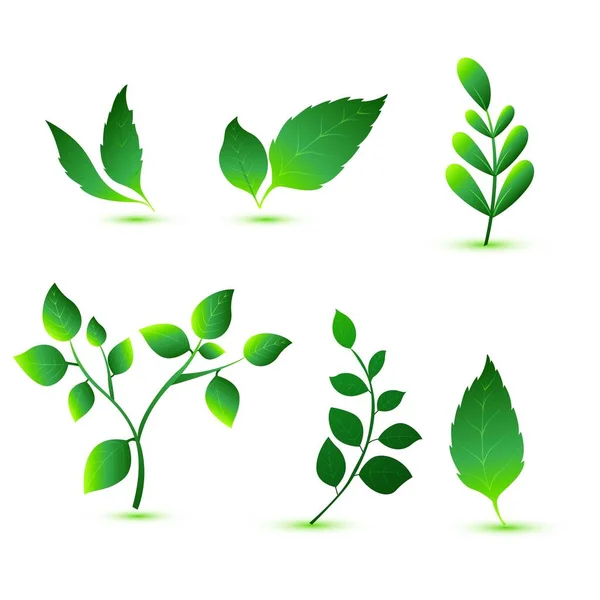 エレガントな様々な形の緑の葉セットデザイン — ストックベクタ