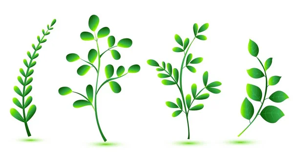Элегантные Различные Формы Зеленые Листья — стоковый вектор