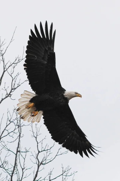 Ein Weißkopfseeadler Schwebt Über Dem Himmel Walker Minnesota — Stockfoto