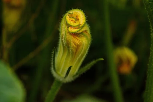 Żółty Kwiat Cukinii Dynia Ogrodzie Cieniu Liści — Zdjęcie stockowe
