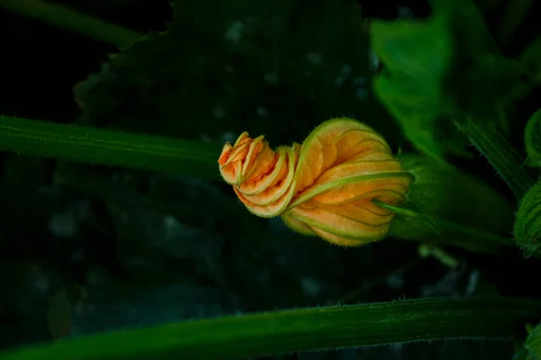 Fiore Giallo Zucchine Zucca Giardino All Ombra Delle Foglie — Foto Stock