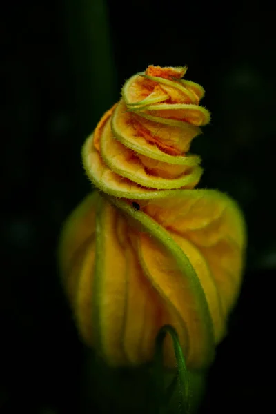 黄色のズッキーニの花 カボチャ 葉の日陰の庭で — ストック写真