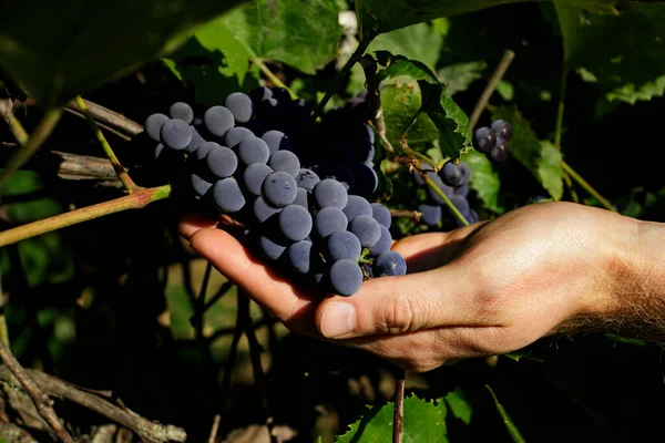 Збирання винограду Ізабеллою. Виноробство. Домашній виноградник. — стокове фото