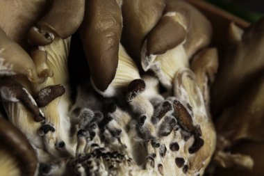 Çiğ istiridye mantarı, yemek geçmişi...