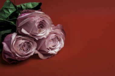 Kırmızı arka planda pembe güller. Romantik bir ruh hali. Sevgililer Günü konsepti. Metin için boş alan. Pankart ya da kartpostal.