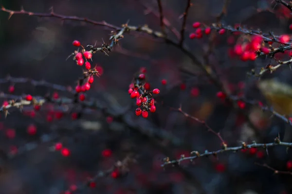 Rode Bessen Een Tak Berberis Vulgaris Een Struik Het Najaar — Stockfoto