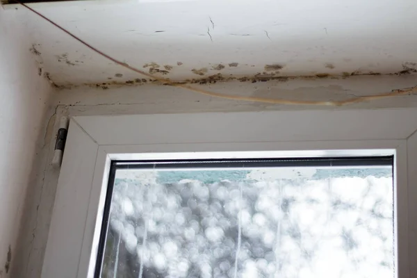 Fungal mold in the corner of the window. The consequences of improper ventilation of the house or poor-quality repairs.