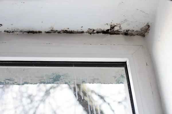 Fungal mold in the corner of the window. The consequences of improper ventilation of the house or poor-quality repairs.