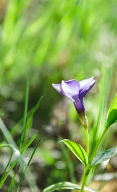 Yeşil yaprakların arka planında güzel mor vinca çiçekleri. Vinca minör küçük menekşe, küçük menekşe, bahçe süsü olarak sıradan menekşe. Yakın plan. Tasarım için doğa kavramı