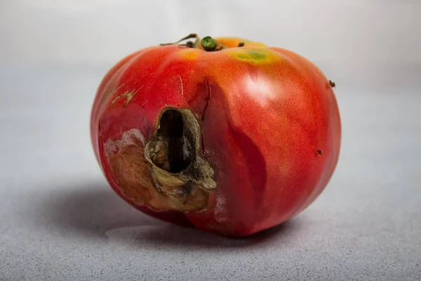 Rotten tomato. Rotten product. Spoiled food. Rotten vegetable. Broken tomato surface. Flies sitting on a rotten vegetable