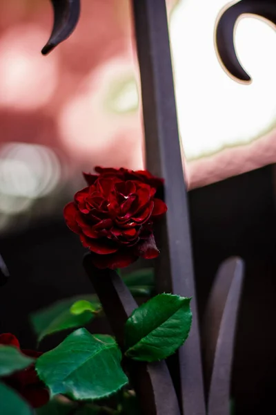 Die Kleinen Roten Rosen Garten Blühen Sträucher Erhoben Sich Vor — Stockfoto
