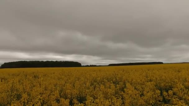 Campos Florescentes Colza Amarela — Vídeo de Stock