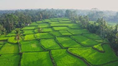 Bali, Ubud 'da palmiye ağaçlarıyla gündoğumu pirinç terası 4K hava videosu.