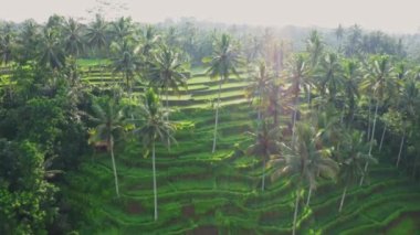 Bali, Ubud 'da palmiye ağaçlarıyla gündoğumu pirinç terası 4K hava videosu.