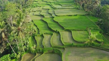 Bali, Ubud 'da palmiye ağaçlarıyla gündoğumu pirinç terası 4K hava videosu.
