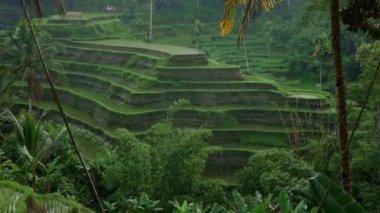Bali, Ubud 'da içinde palmiye ağaçları olan gündoğumu pirinç terası videosu.