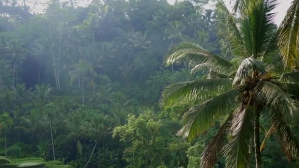 Video Von Der Reisterrasse Sonnenaufgang Mit Palmen Bali Ubud — Stockvideo