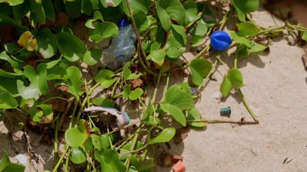 海の汚染の散歩から世界の海を救うプラスチックごみからビーチを掃除若い女性が送ります — ストック動画
