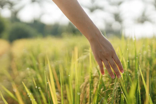 Mujer Embarazada Que Campo Con Hierba Verde Más Mano Sobre Imagen de archivo