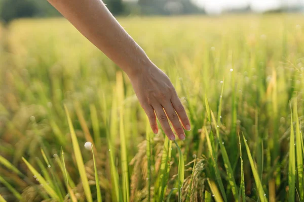 Mujer Embarazada Que Campo Con Hierba Verde Más Mano Sobre Fotos de stock