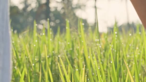 妊娠中の女性は緑の芝生と芝生の上でより多くの彼女の手でフィールドに行く 夏の日差しの波 — ストック動画